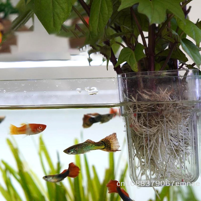 Wall-Mounted Transparent Hydro – Aquarium Planted Setup recenzja i cena