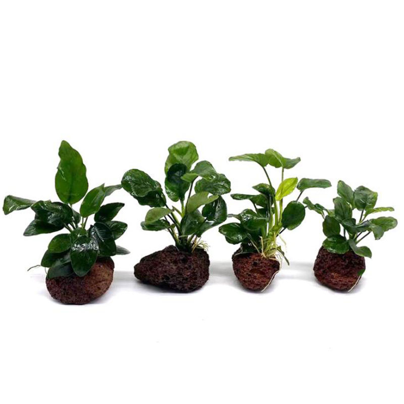 Volcanic Aquarium Decoration F – Aquarium Plant Live recenzja i cena