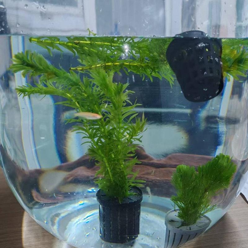 4Pcs Pet Fish Tank Landscaping – Aquarium For Planted Tank recenzja i cena