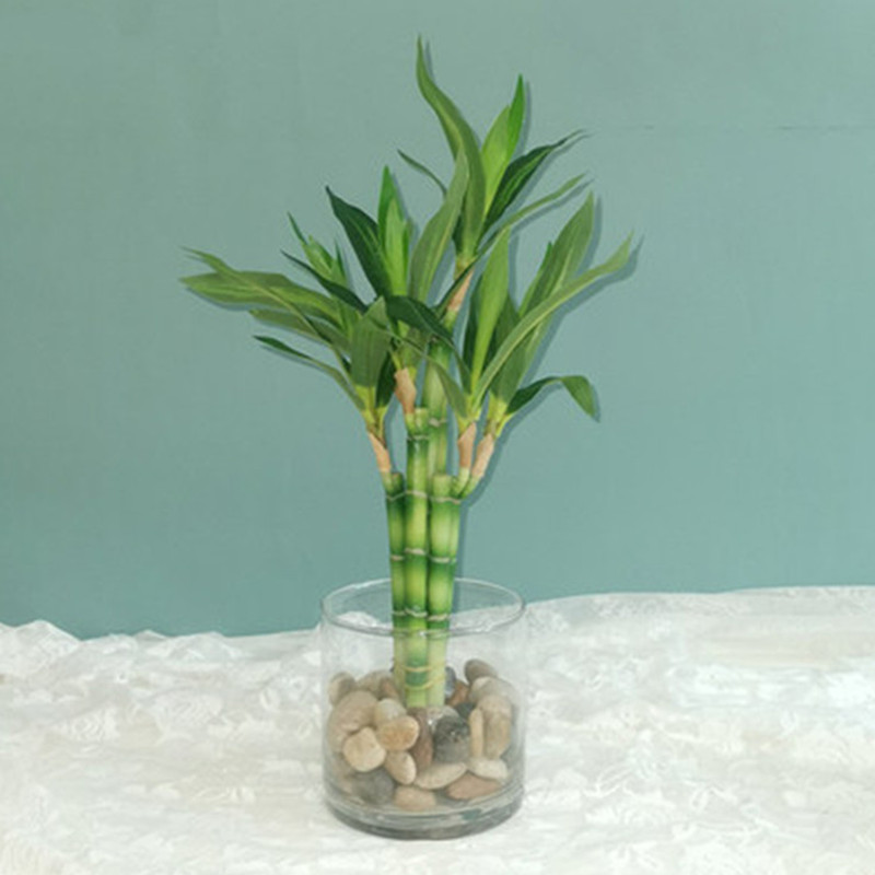 New 40cm rFtificial Lucky Bamb – Aquarium Plant In Pot recenzja i cena