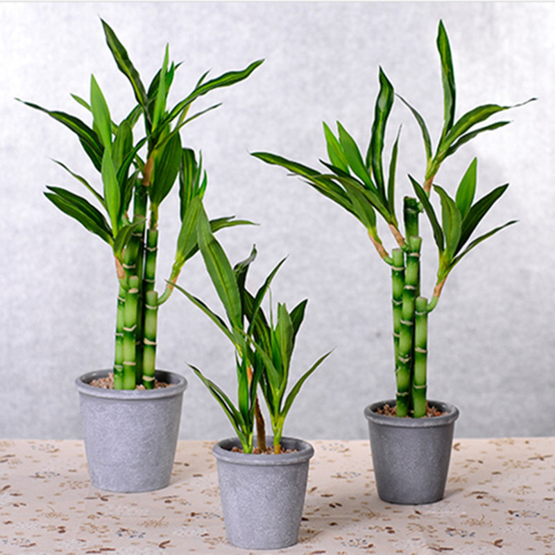 New 40cm rFtificial Lucky Bamb – Aquarium Plant In Pot recenzja i cena