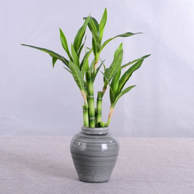 New 40cm rFtificial Lucky Bamb – Aquarium Plant In Pot recenzja i cena