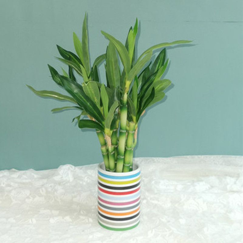 New 40cm rFtificial Lucky Bamb – Aquarium Plant In Pot recenzja i cena