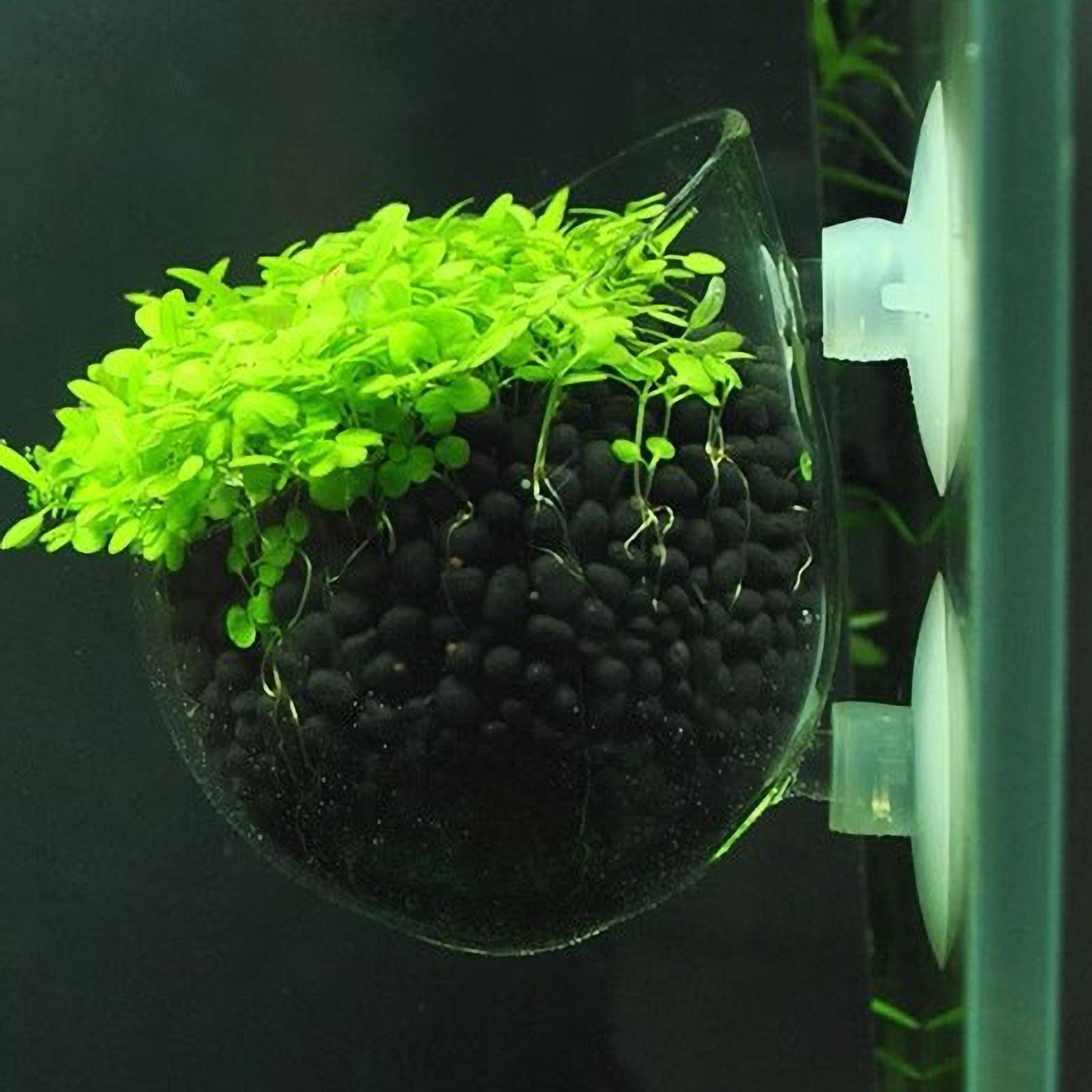 Aquarium Plant Holder Glass Aq – Aquarium Plant Live recenzja i cena