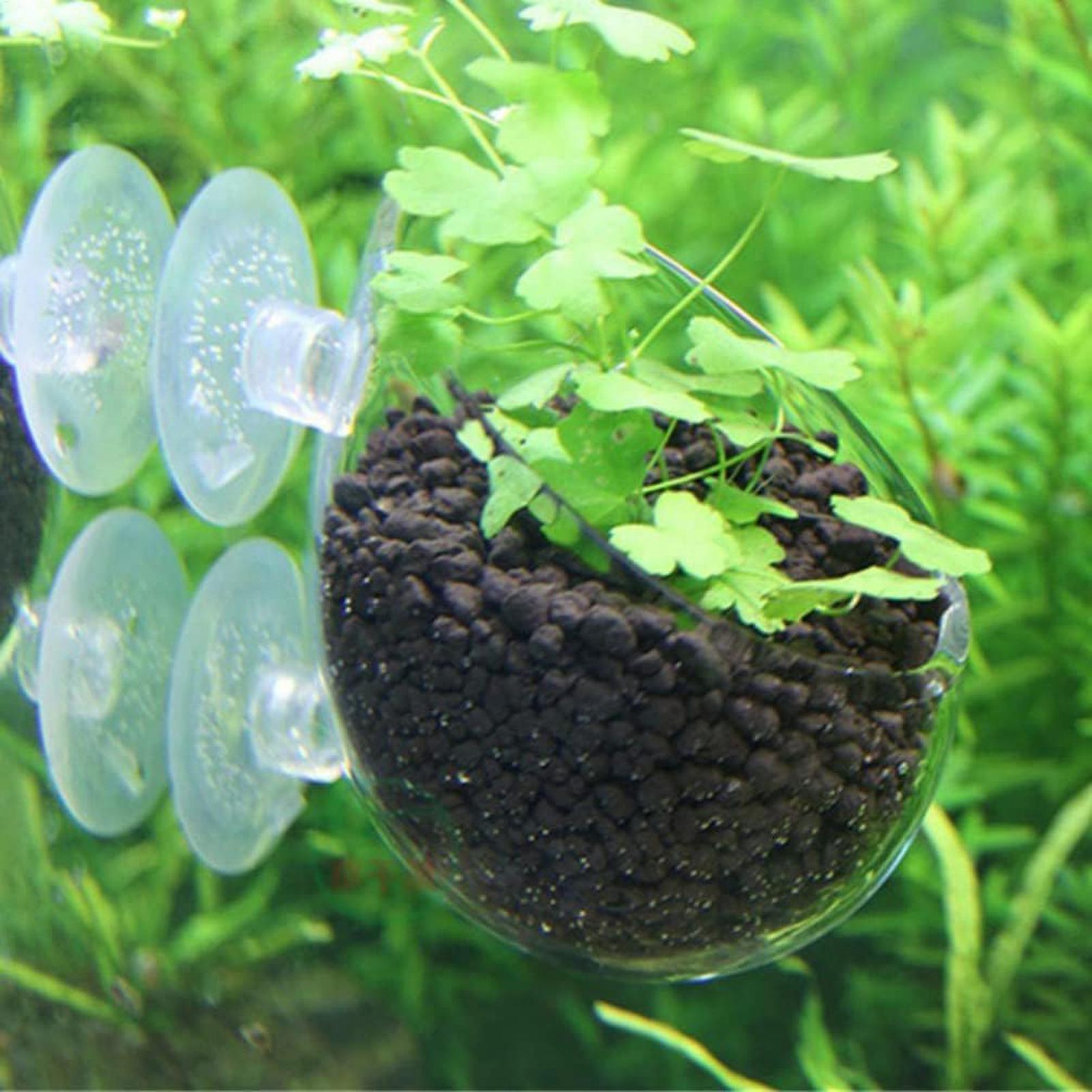 Aquarium Plant Holder Glass Aq – Aquarium Plant Live recenzja i cena