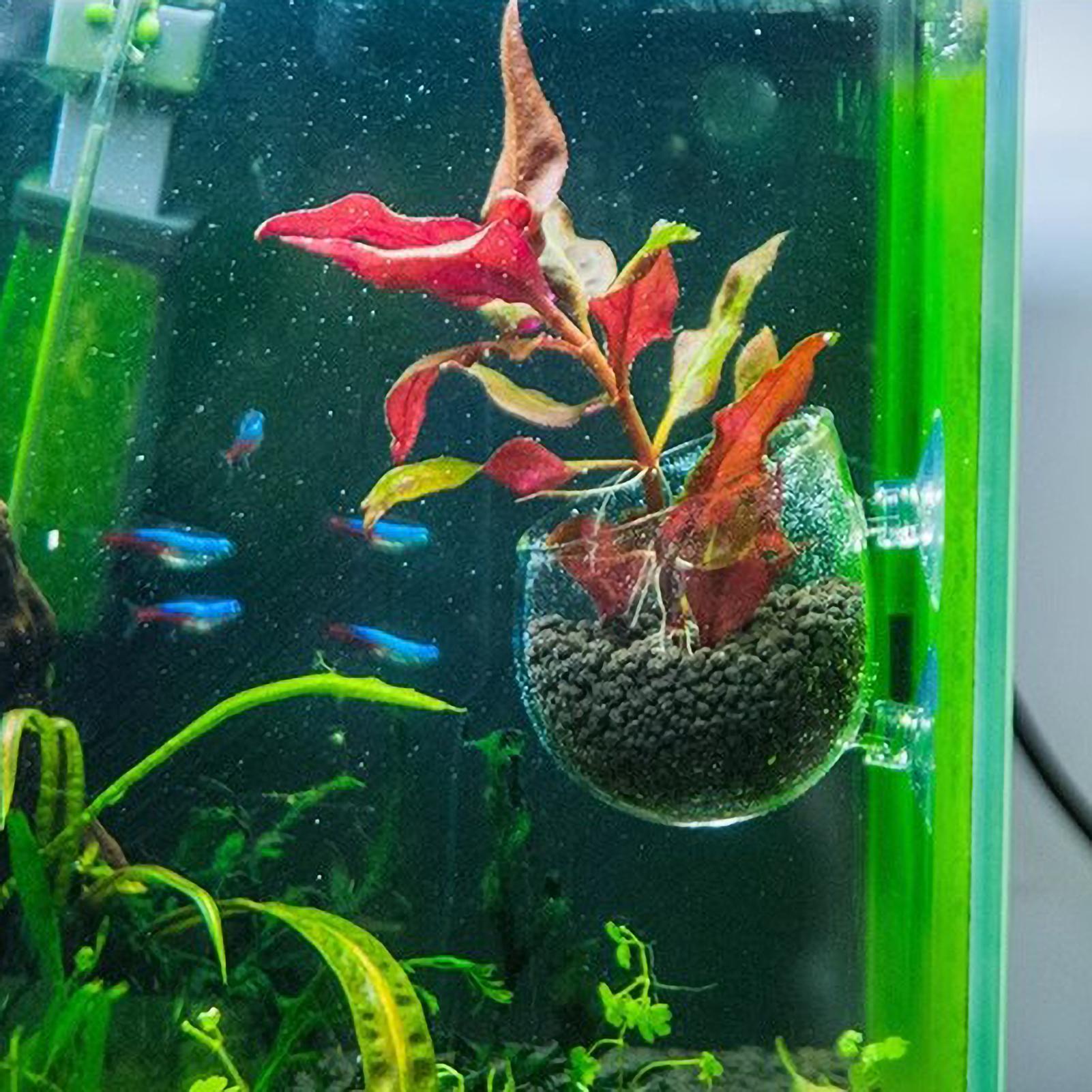 Aquarium Plant Holder Glass Aq – Aquarium Plant Live recenzja i cena
