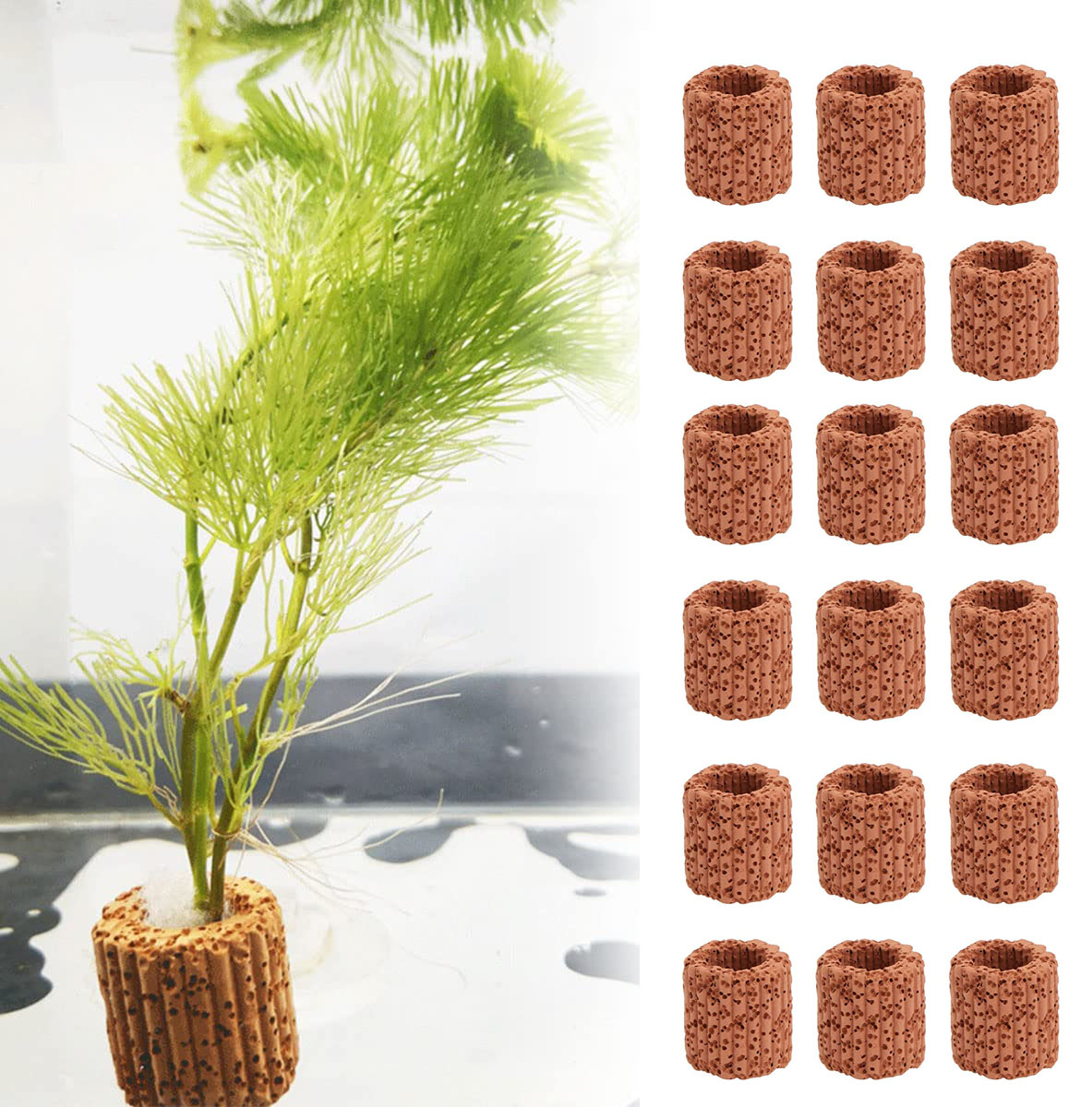 10/20Pcs Aquatic Water Plant F – Aquarium Plant Live recenzja i cena