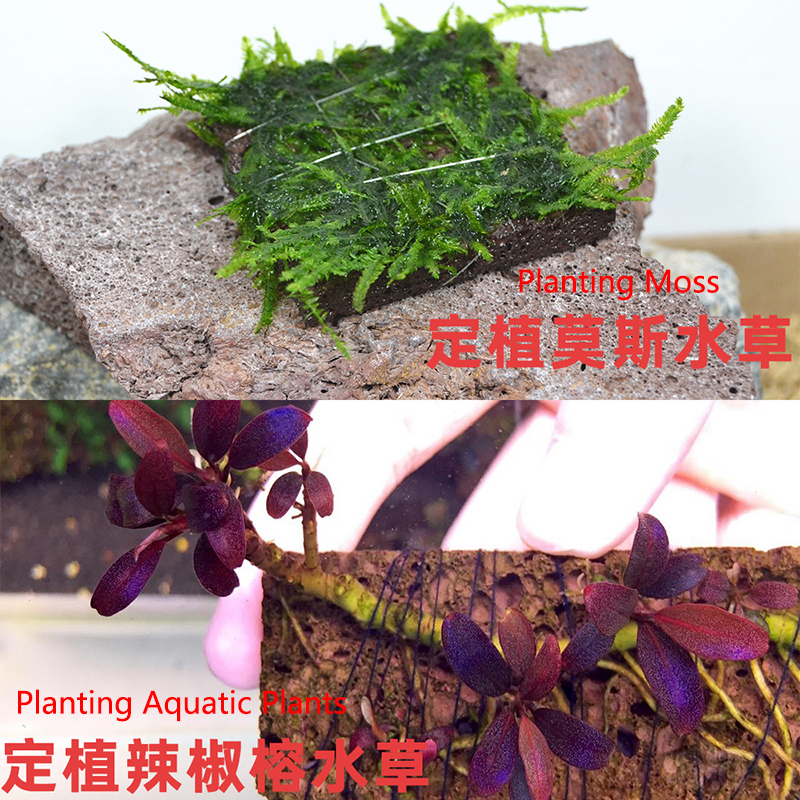 Volcanic Aquarium Decoration F – Aquarium Plant Live recenzja i cena