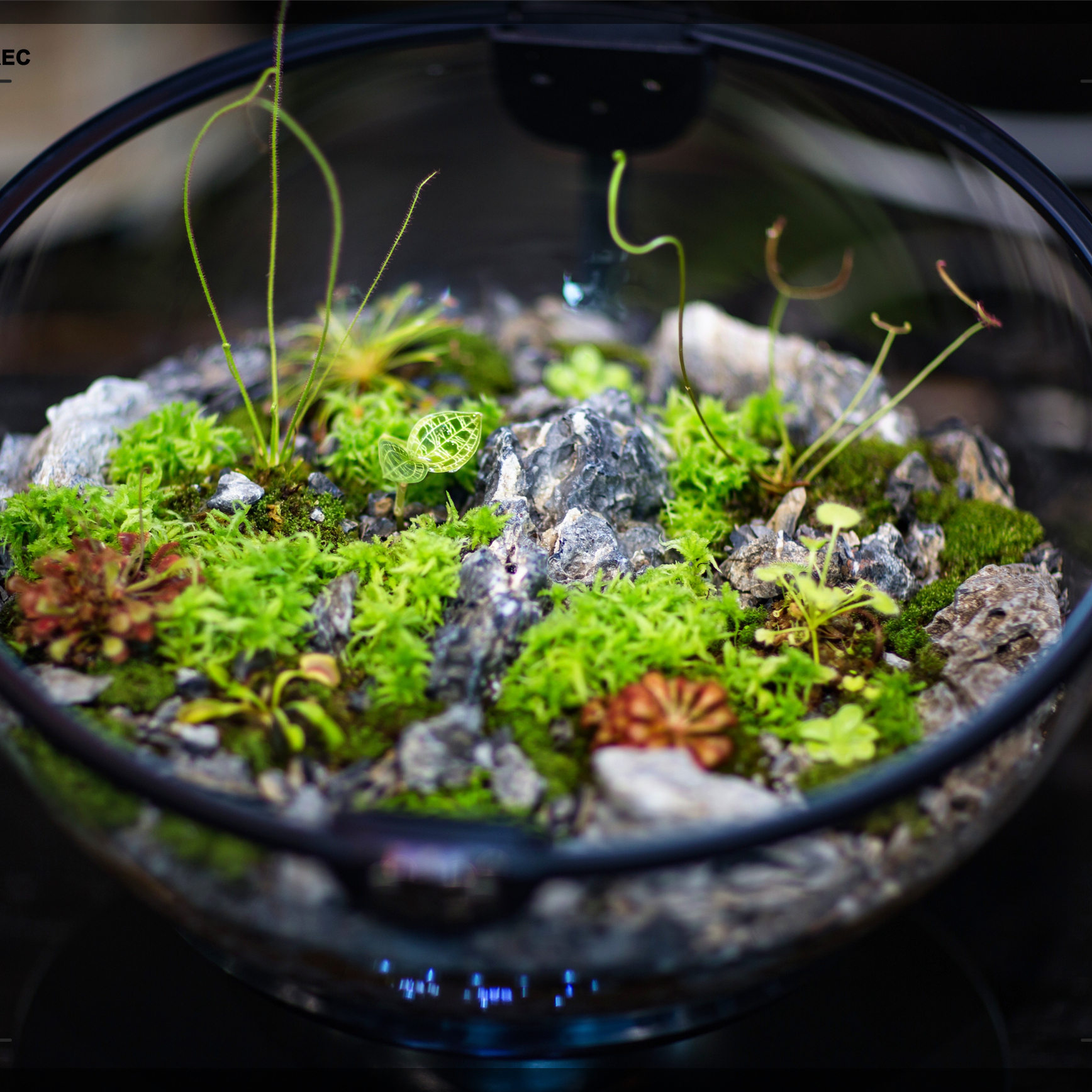 Hot Sales Acrylic Material  Ba – Aquarium Plants For Sale recenzja i cena