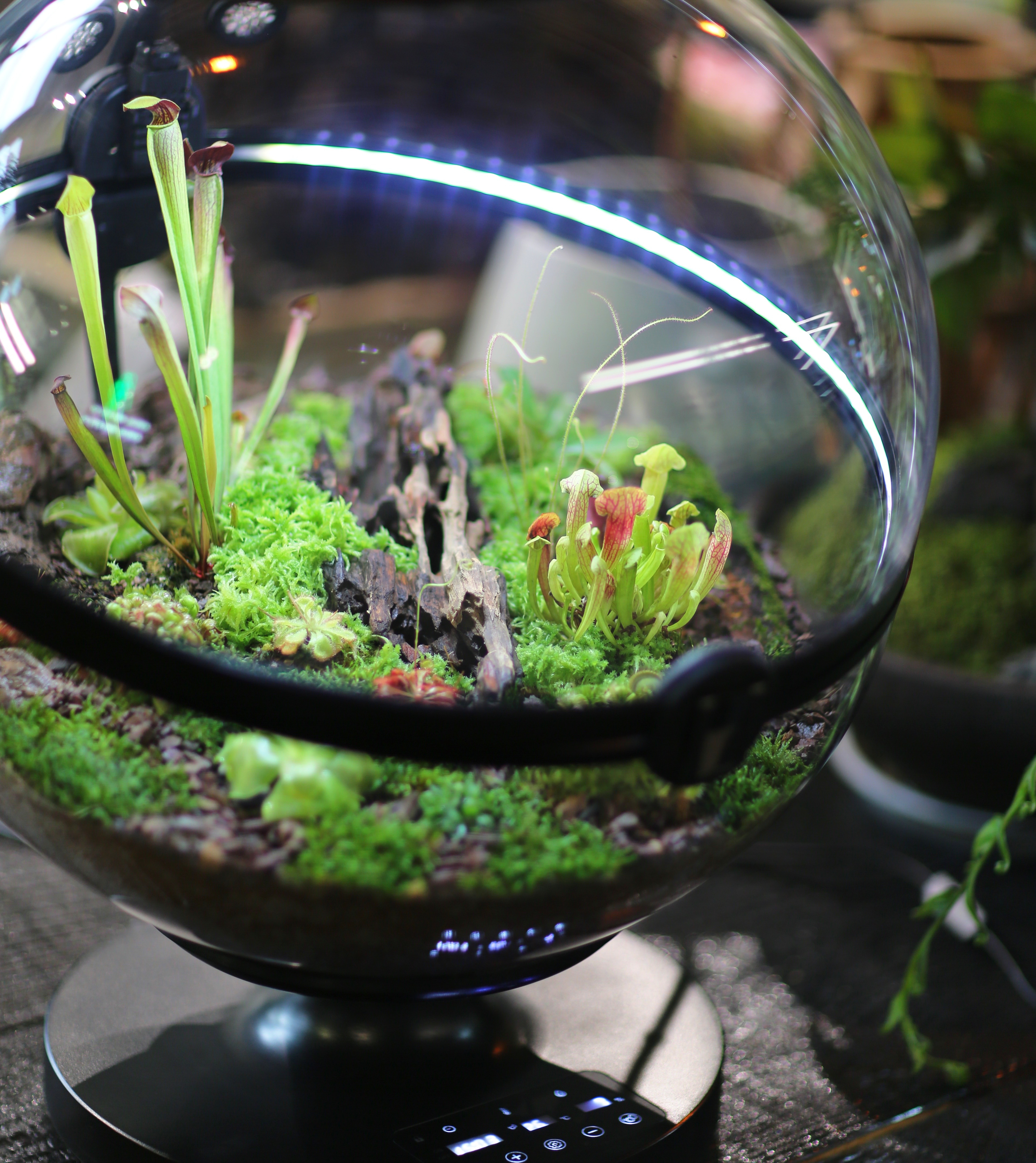 Hot Sales Acrylic Material  Ba – Aquarium Plants For Sale recenzja i cena
