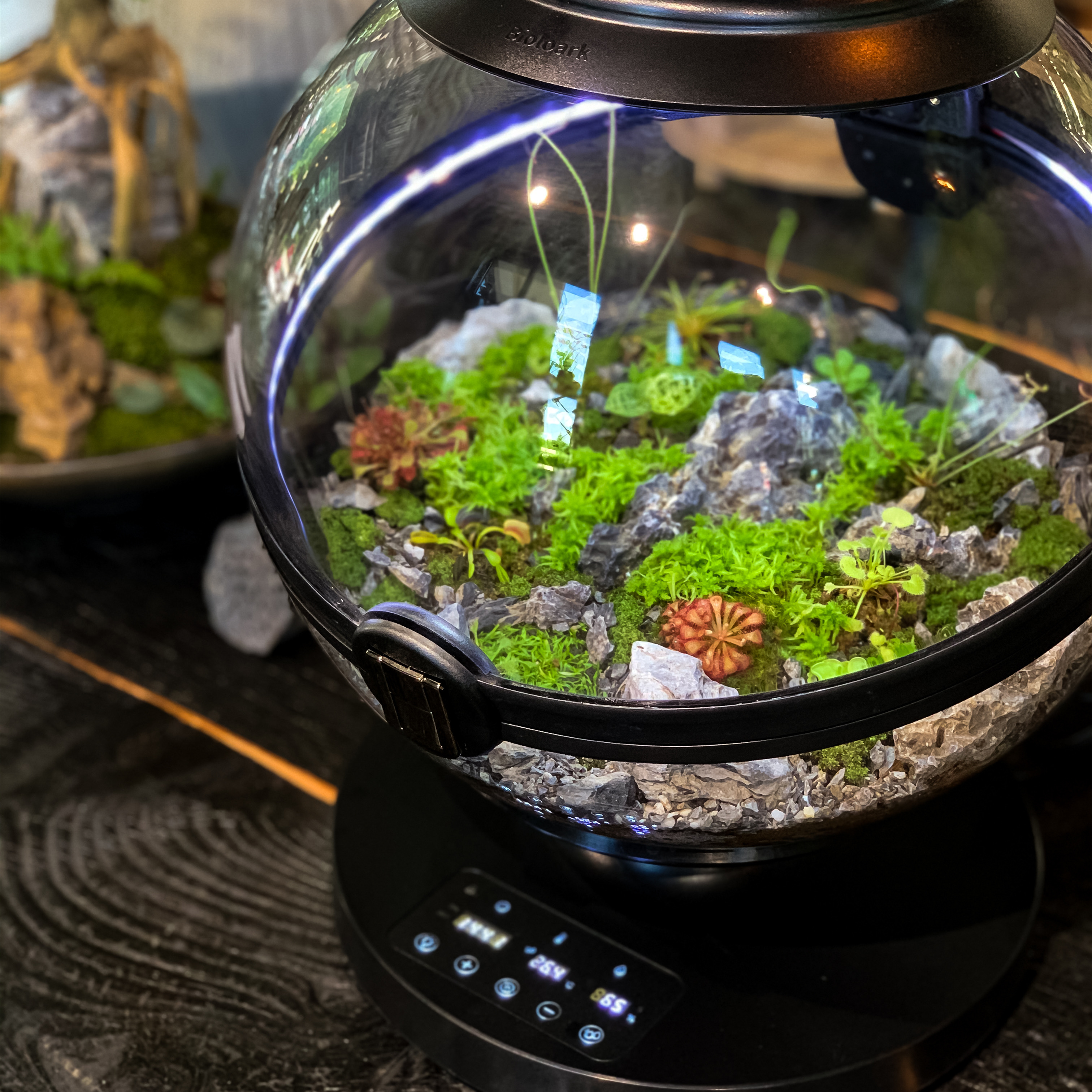 Hot Sales Acrylic Material  Ba – Aquarium Plants For Sale recenzja i cena