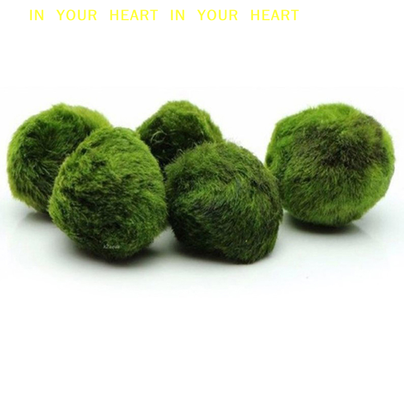 【X】3-4cm Marimo Moss Balls Liv – Planted Aquarium Algae recenzja i cena