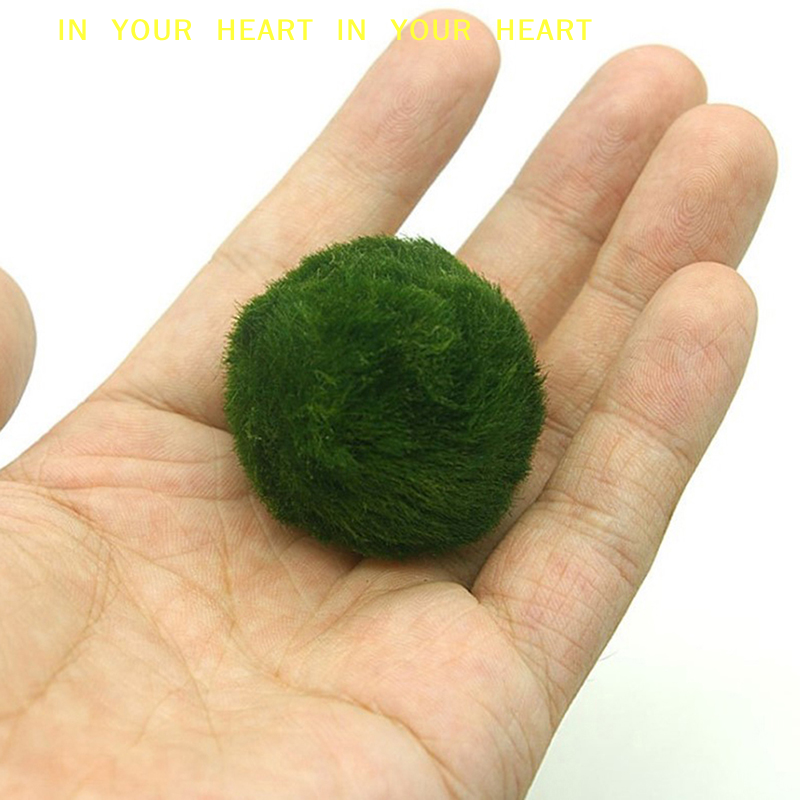 【X】3-4cm Marimo Moss Balls Liv – Planted Aquarium Algae recenzja i cena