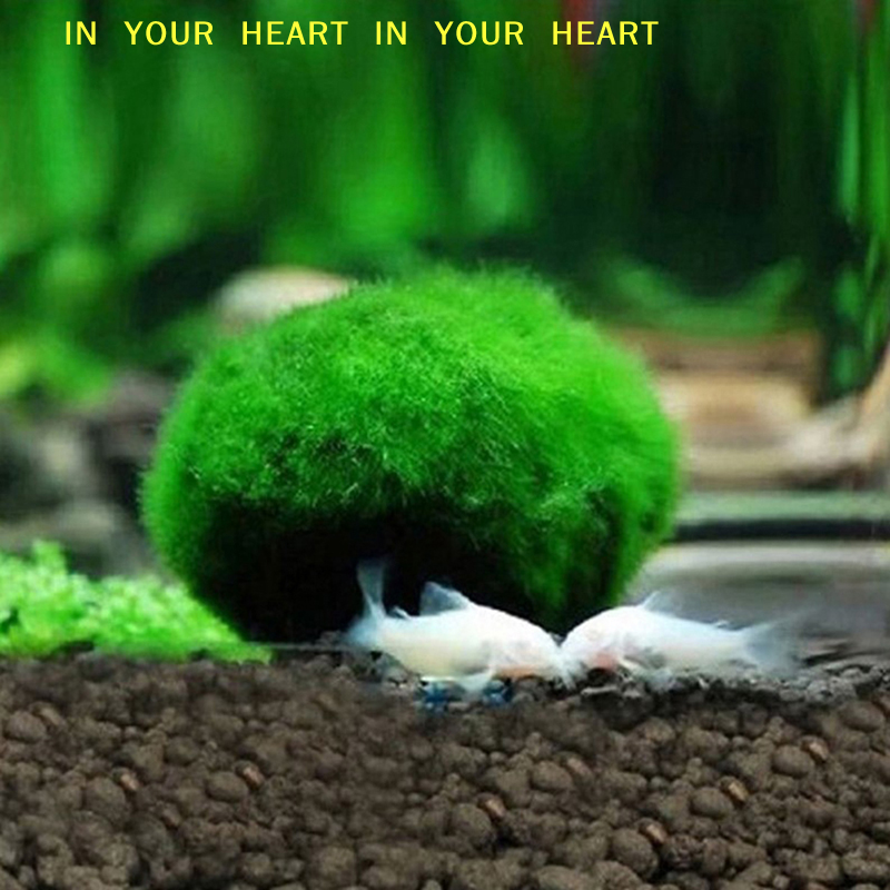 【X】3-4cm Marimo Moss Balls Liv – Planted Aquarium Algae recenzja i cena