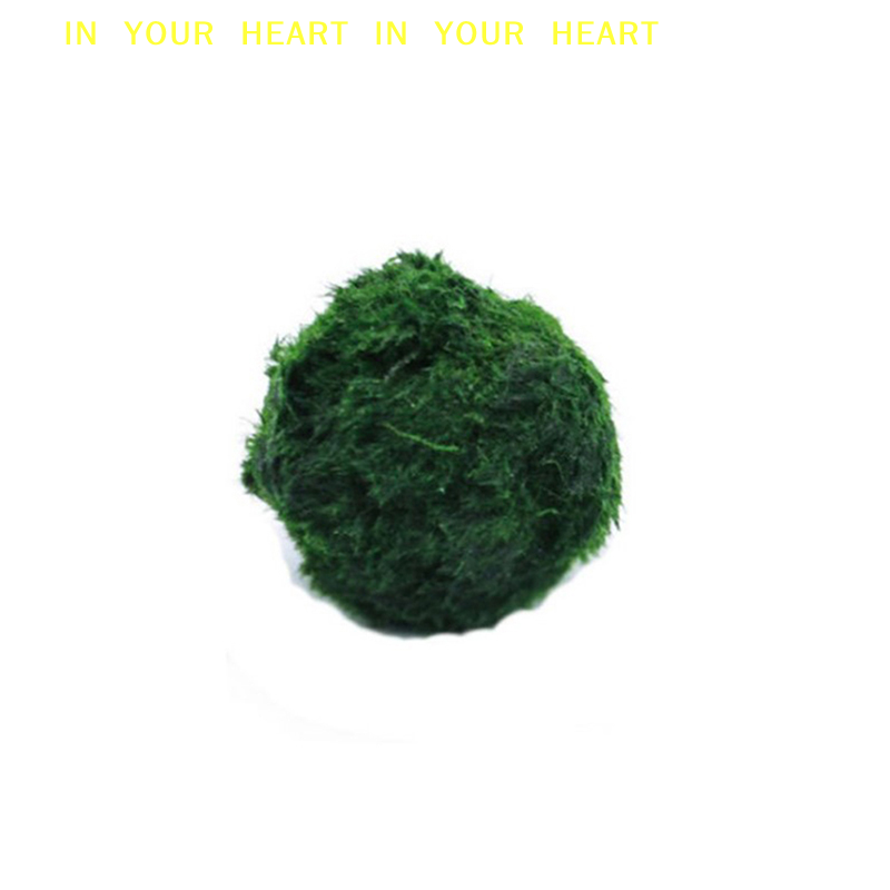 【X】3-4cm Marimo Moss Balls Liv – Planted Aquarium Algae recenzja i cena