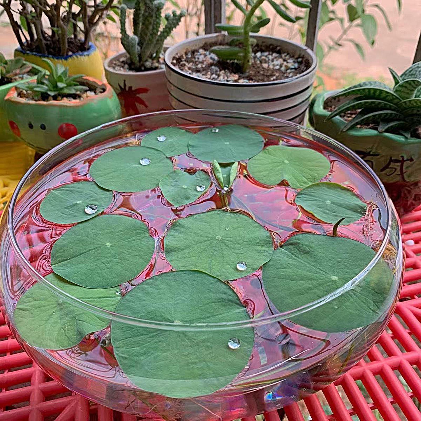 Fish Glass Bowl Glass Large Hy – Aquarium Plant In Pot recenzja i cena