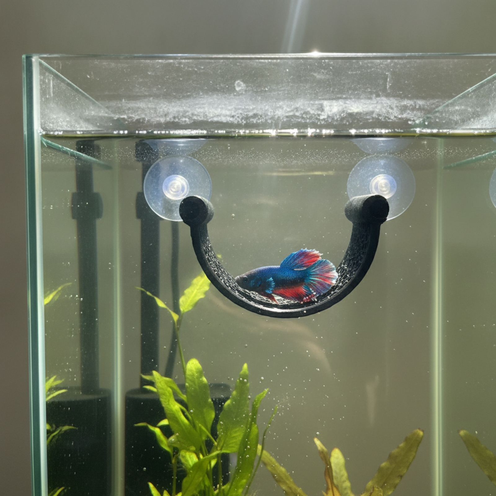 Betta Aquatic Resting Perch Sp – Aquarium Planted Setup recenzja i cena