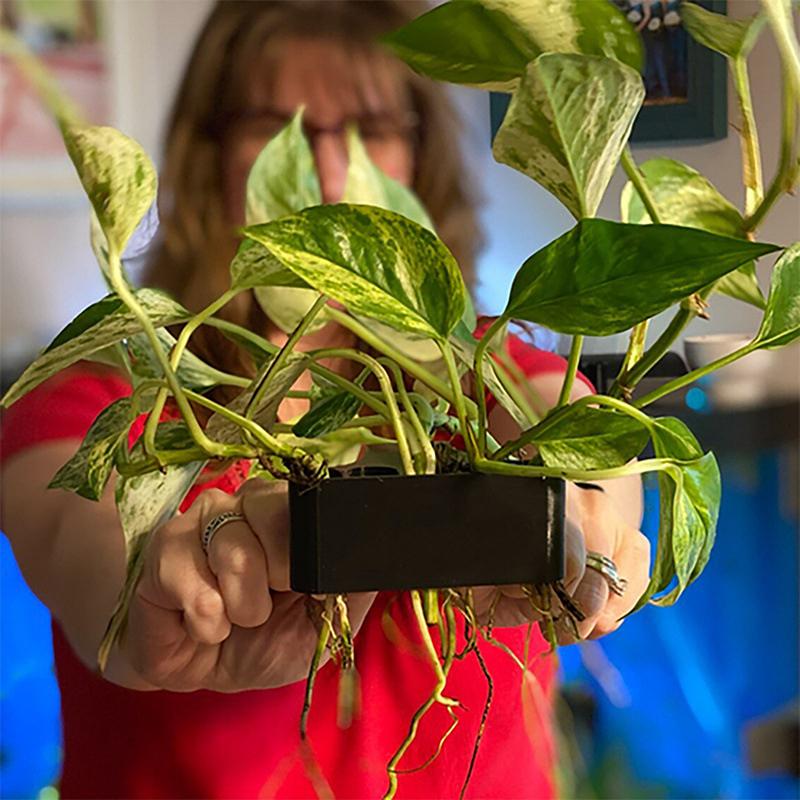 1 2 3Pcs Aquarium Plant Suppor – Aquarium Planted Setup recenzja i cena
