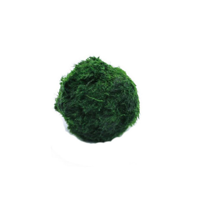 Marimo Moss Balls Live Aquariu – Planted Aquarium Algae recenzja i cena