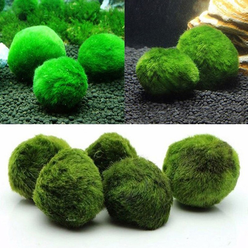 Marimo Moss Balls Live Aquariu – Planted Aquarium Algae recenzja i cena