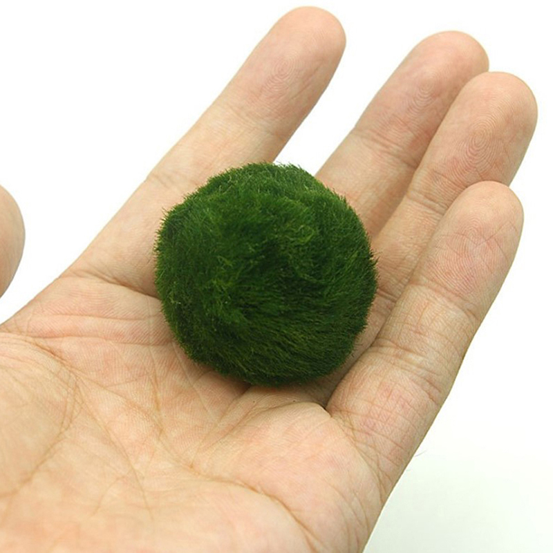 Marimo Moss Balls Live Aquariu – Planted Aquarium Algae recenzja i cena