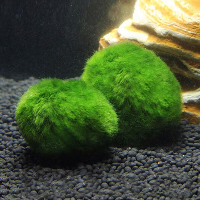 Marimo Moss Balls Live Aquariu – Planted Aquarium Algae recenzja i cena