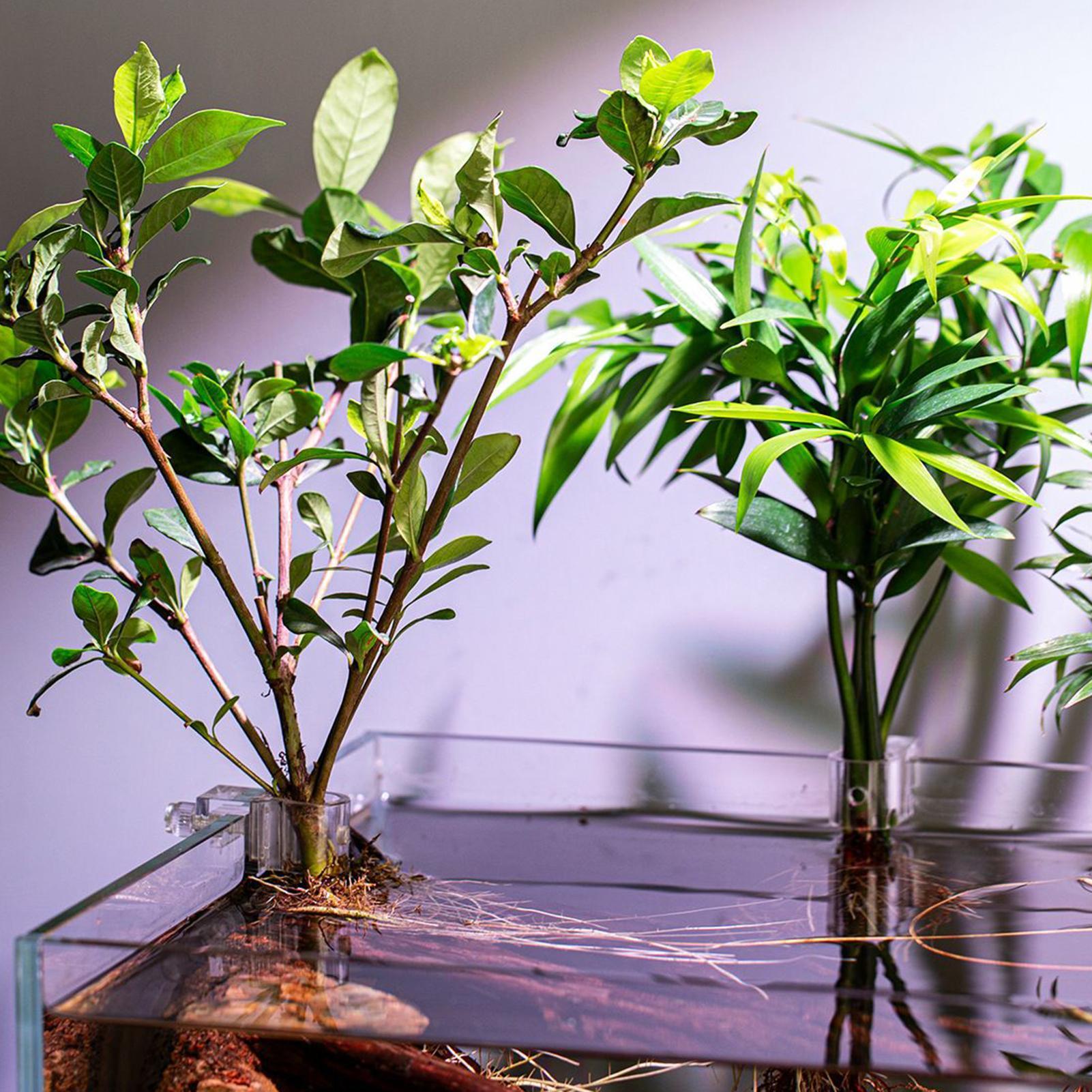 6pcs Aquarium Plant Holders Cl – Aquarium Plant Live recenzja i cena