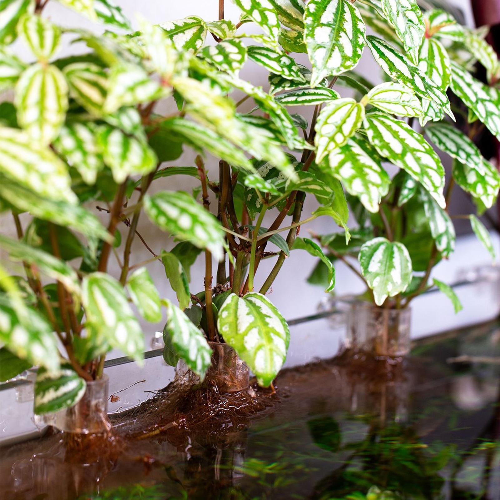 6pcs Aquarium Plant Holders Cl – Aquarium Plant Live recenzja i cena