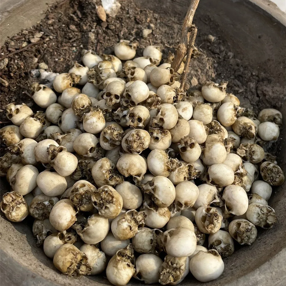 Mini Skull High Quality Miniat – Aquarium Plant In Pot recenzja i cena