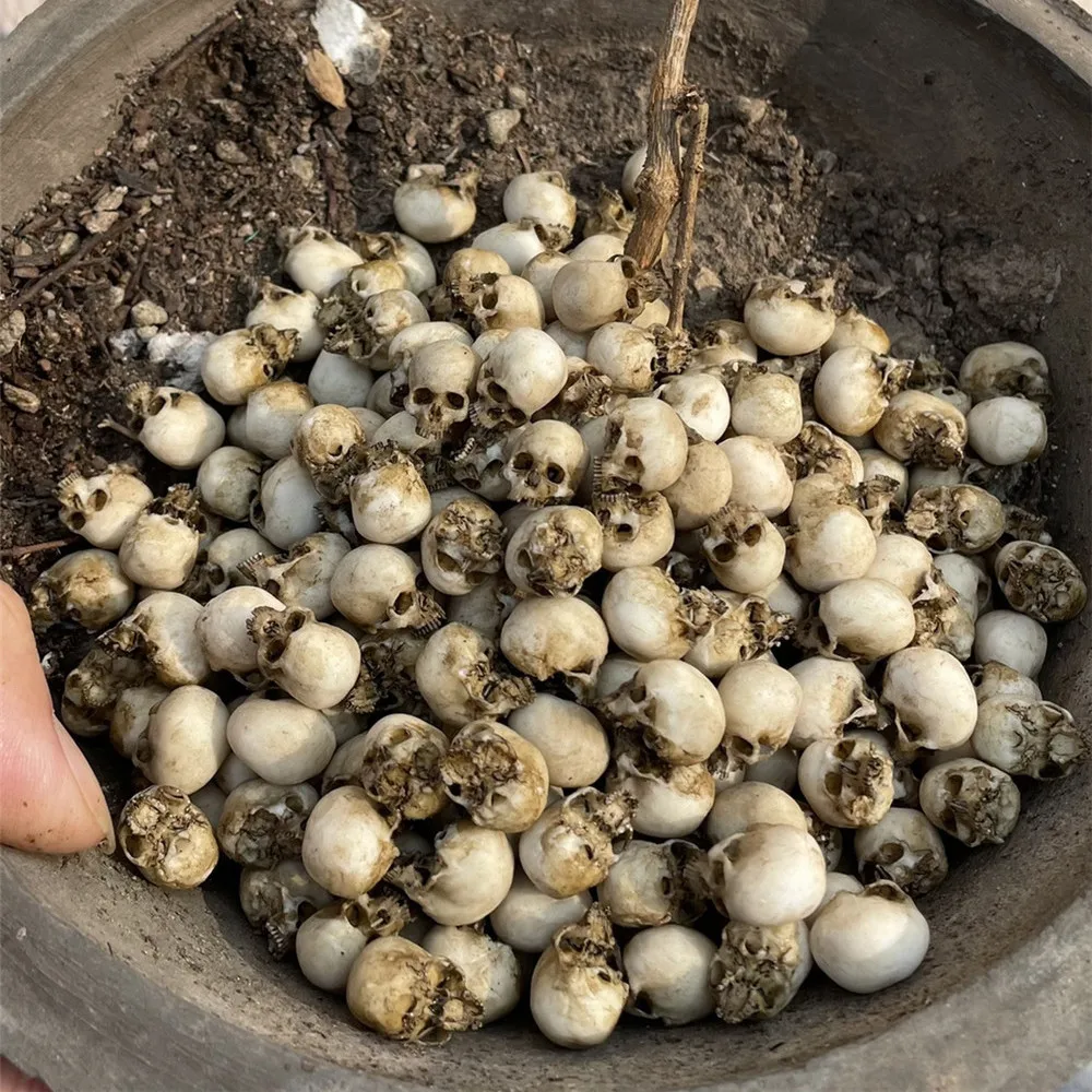 Mini Skull High Quality Miniat – Aquarium Plant In Pot recenzja i cena