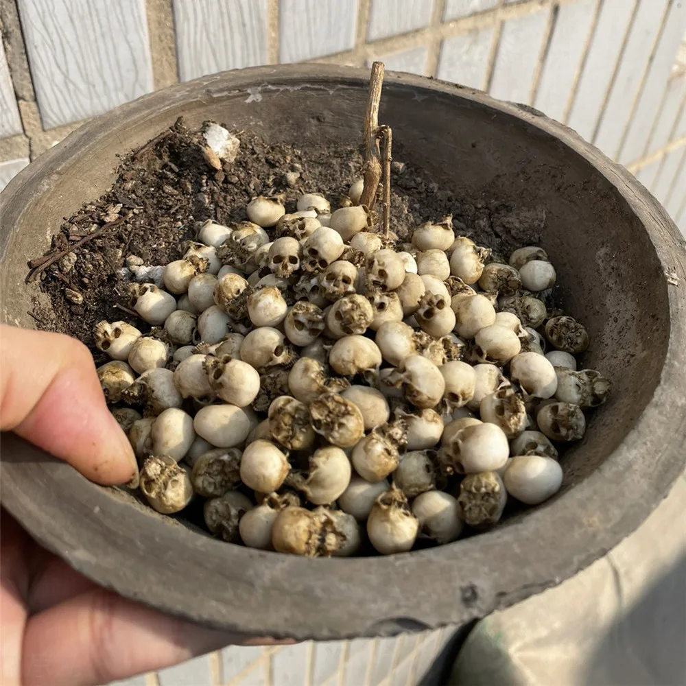 Mini Skull High Quality Miniat – Aquarium Plant In Pot recenzja i cena