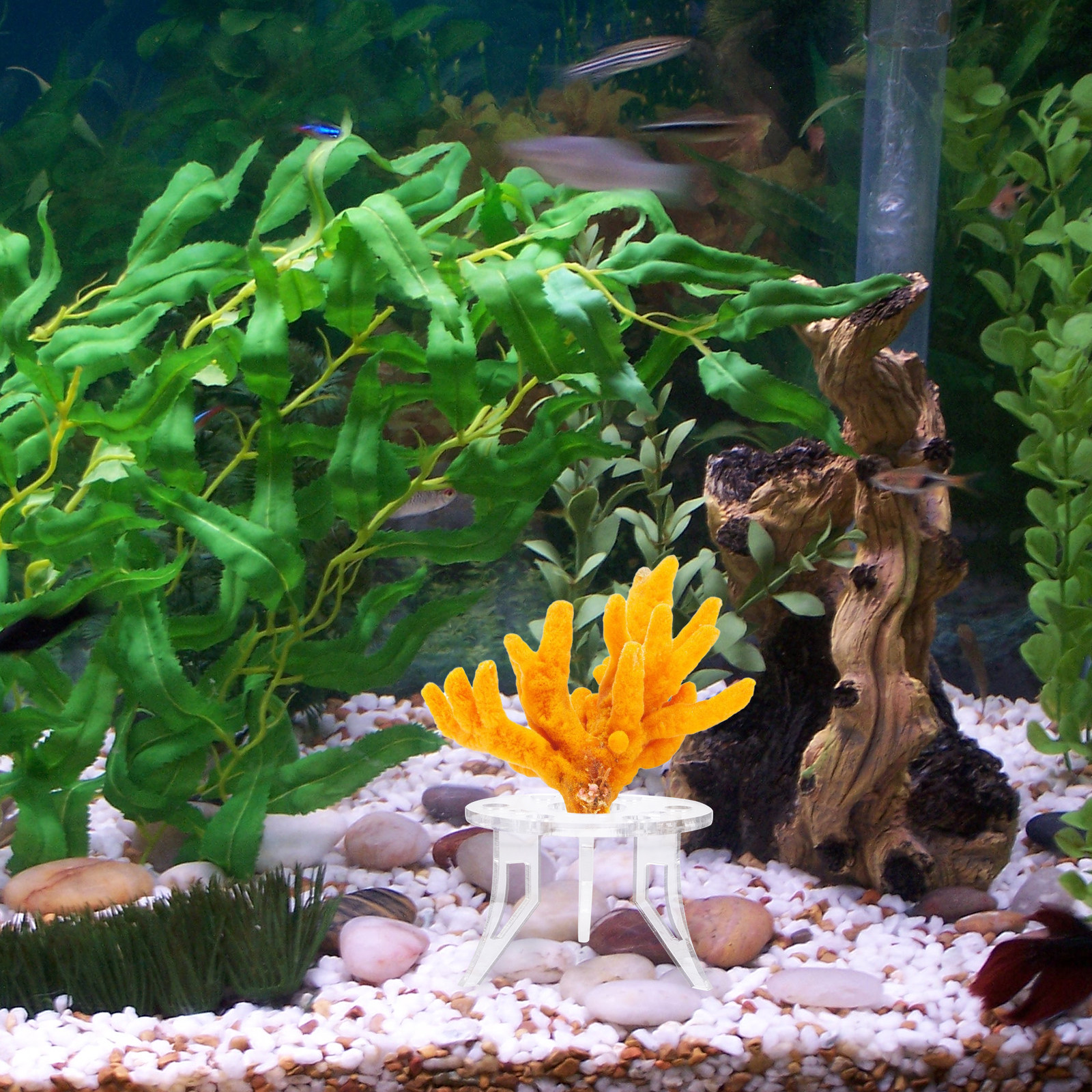 1Pcs Coral Base Stylish Strong – Aquarium Planted Setup recenzja i cena